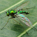 Long Legged Fly
