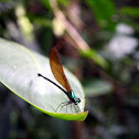 Beautiful Demoiselle