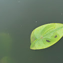 Waterlillies