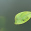 Waterlillies