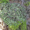 Tube Lichen