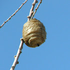 Ooteca from mediterranean mantis