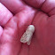 White Ermine