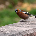 Common Chaffinch