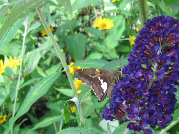 Spotting Image 1