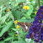 Butterfly bush