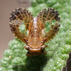 Issid Planthopper