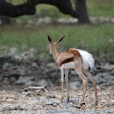 Antelope