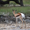 Antelope