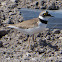 Little Ringed Plover; Chorlitejo Chico