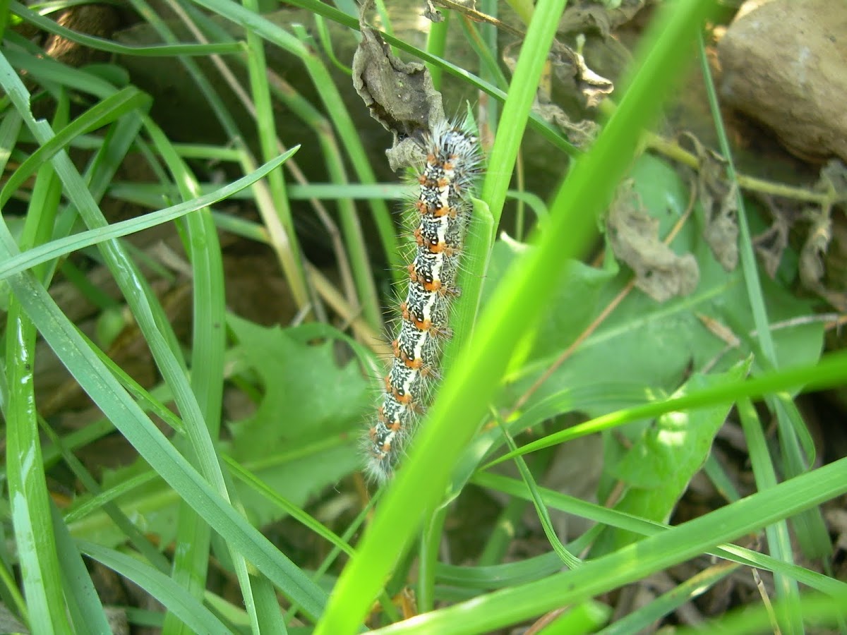 caterpillar