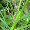 caterpillar