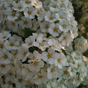 baby's breath spirea
