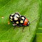 Beetle