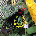 Cairns Birdwing(male)