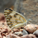 Desert White