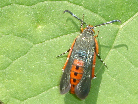 Spotting Image 1
