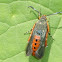 Squash Vine Borer Moth