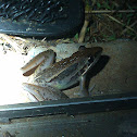 Striped Rocket Frog