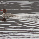 Common Merganser
