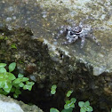 Jumping Spider