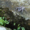 Jumping Spider