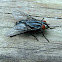 Flesh Fly