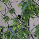 European Starling