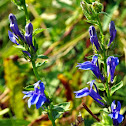 Great Blue Lobelia