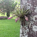 Tillandsia