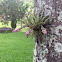 Tillandsia