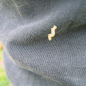 Inchworm
