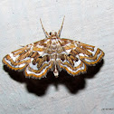 Crambidae