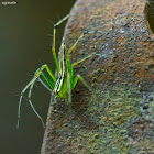 Lynx Spider