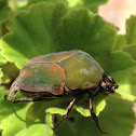 June Bug