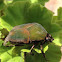 June Bug