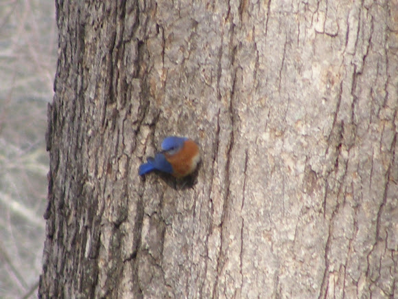 Spotting Image 1