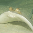 Rays and Relatives of Queensland Australia