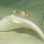 Rays and Relatives of Queensland Australia
