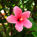 Hibiscus