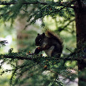 Red Squirrel
