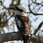 Laughing Kookaburra