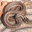 Gardner snake