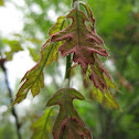 Red Oak
