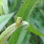 Buffalo treehopper