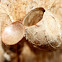 Cupmoth pupal case