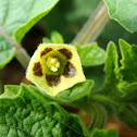 Ground Cherry flower