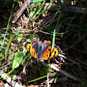 Small Copper