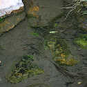 Mosquito Fish!