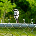 Loggerhead Shrike